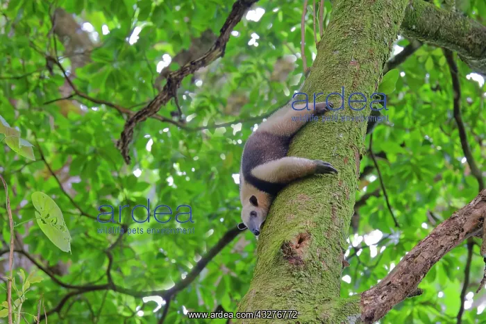 : Lesser Anteater Tamandua tetradactyla La Fortuna, Costa Rica : Lesser Anteater Tamandua tetradactyla La Fortuna, Costa Rica