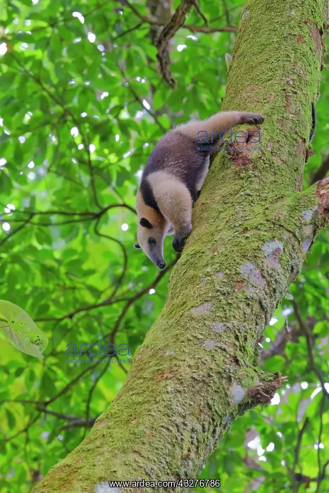 : Lesser Anteater Tamandua tetradactyla La Fortuna, Costa Rica : Lesser Anteater Tamandua tetradactyla La Fortuna, Costa Rica