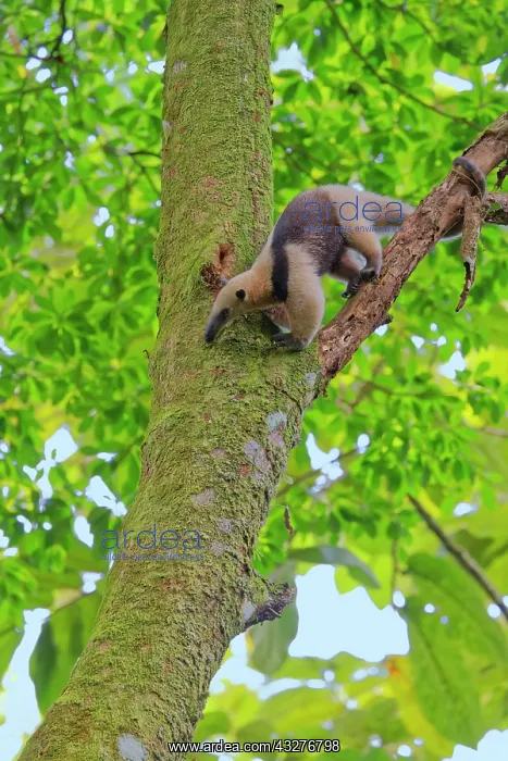 : Lesser Anteater Tamandua tetradactyla La Fortuna, Costa Rica : Lesser Anteater Tamandua tetradactyla La Fortuna, Costa Rica