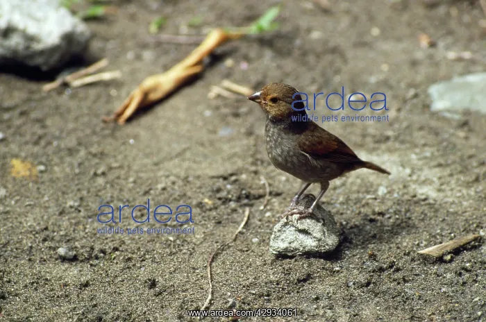 : Lesser Antillean Bullfinch - female : Lesser Antillean Bullfinch - female