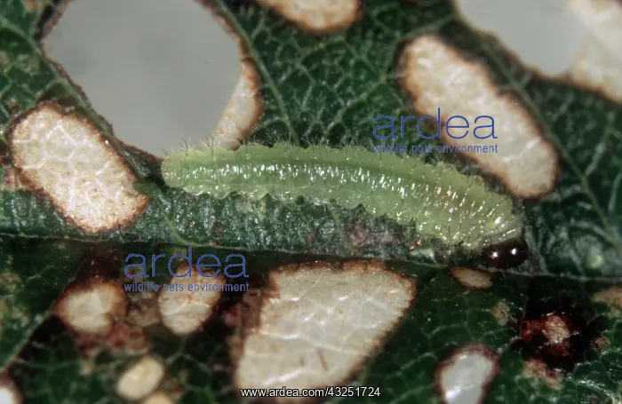 : Lesser antler sawfly Larva : Lesser antler sawfly Larva