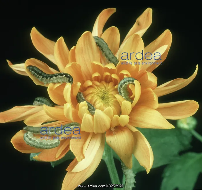 : Lesser armyworm : Lesser armyworm