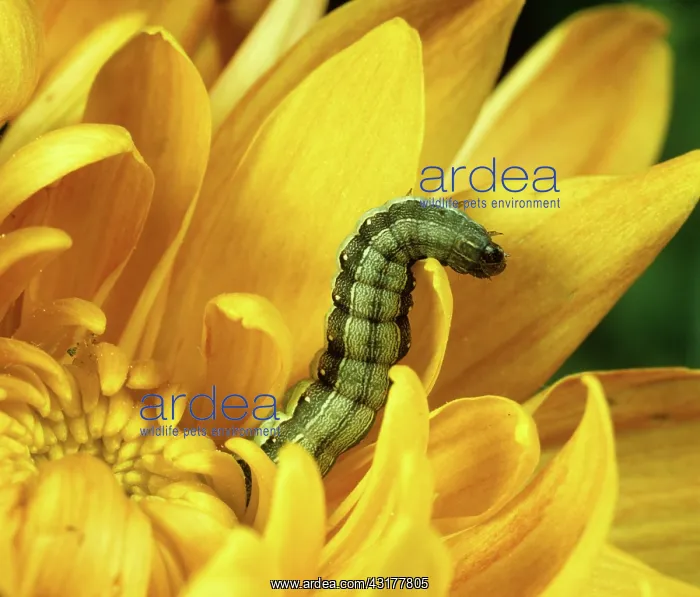 : Lesser armyworm caterpillar : Lesser armyworm caterpillar