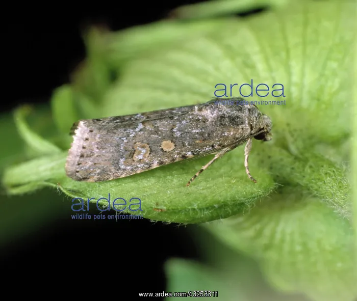 : Lesser armyworm moth : Lesser armyworm moth