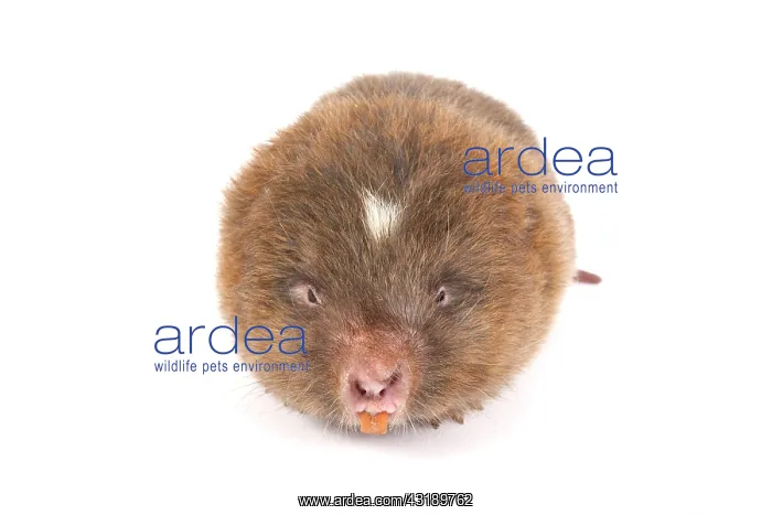 : Lesser bamboo rat (Cannomys badius) : Lesser bamboo rat (Cannomys badius)