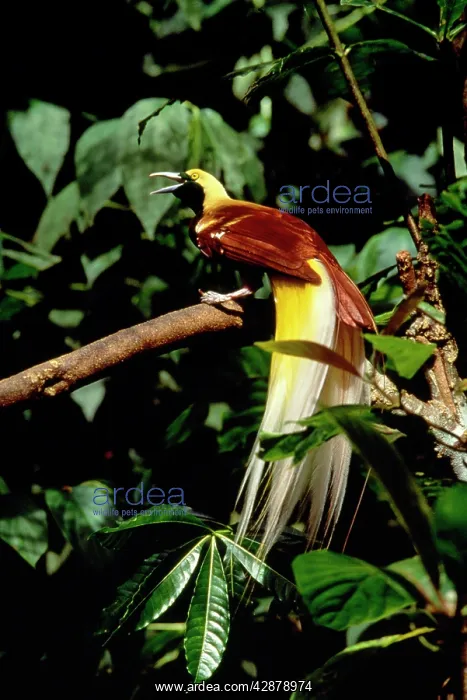 : LESSER BIRD OF PARADISE : LESSER BIRD OF PARADISE