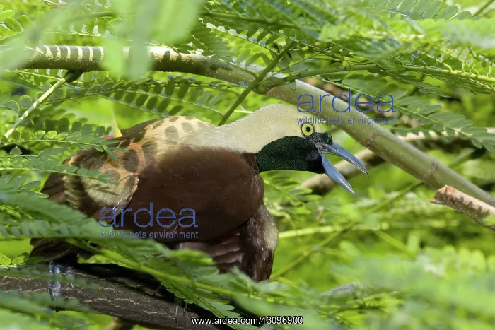 : Lesser Bird of Paradise : Lesser Bird of Paradise
