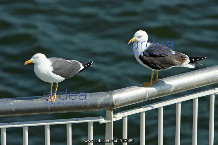 : Lesser Black-Back Gull - 2 birds on ferry railings : Lesser Black-Back Gull - 2 birds on ferry railings