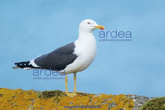 : Lesser Black-back Gull : Lesser Black-back Gull
