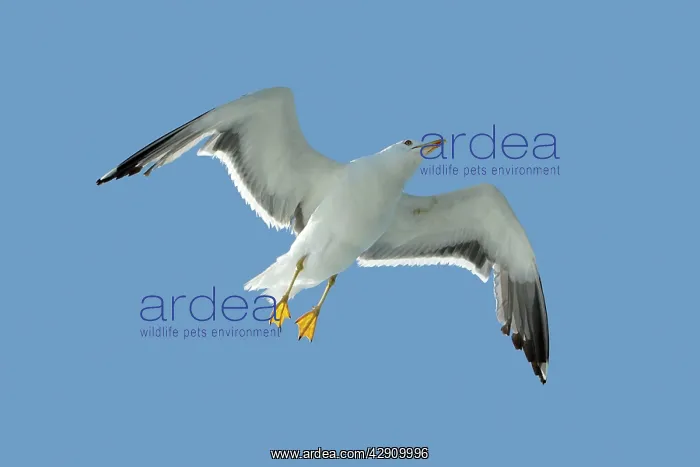 : Lesser black-back Gull - in flight : Lesser black-back Gull - in flight