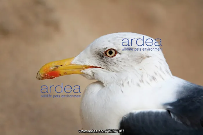 : Lesser Black Backed Gull : Lesser Black Backed Gull