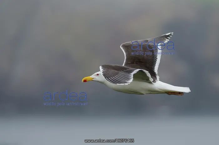 : Lesser Black-backed Gull : Lesser Black-backed Gull