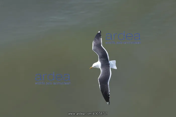 : Lesser Black-backed Gull : Lesser Black-backed Gull