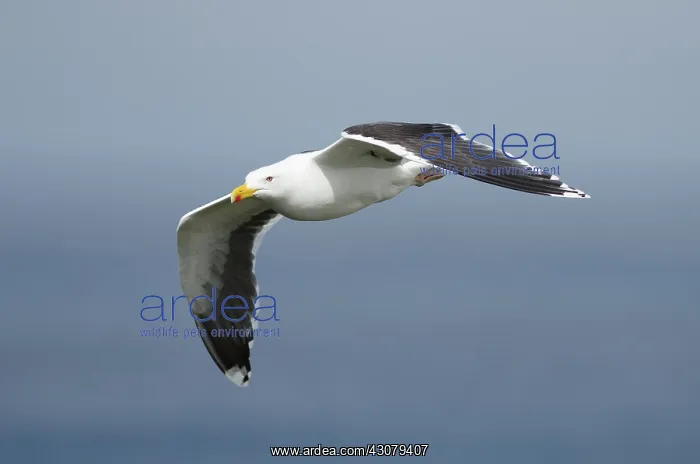 : Lesser Black-backed Gull : Lesser Black-backed Gull