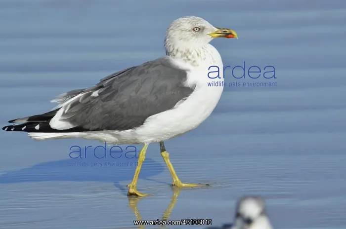 : Lesser Black-backed Gull : Lesser Black-backed Gull