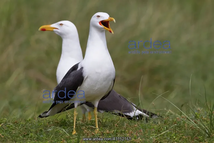 : Lesser Black-backed Gull : Lesser Black-backed Gull