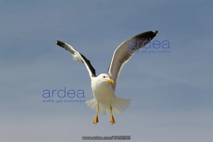 : Lesser Black-backed Gull : Lesser Black-backed Gull