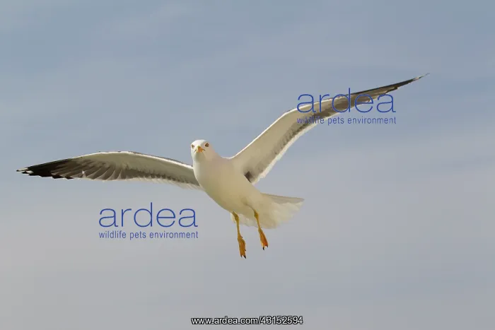: Lesser Black-backed Gull : Lesser Black-backed Gull