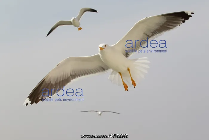 : Lesser Black-backed Gull : Lesser Black-backed Gull