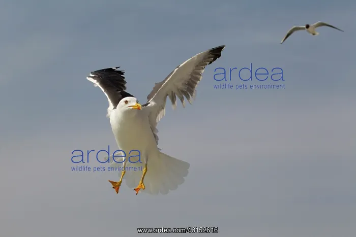 : Lesser Black-backed Gull : Lesser Black-backed Gull