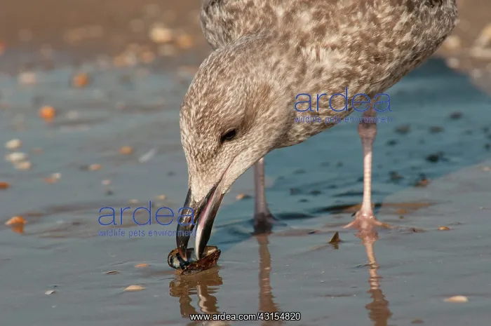 : Lesser Black-backed Gull : Lesser Black-backed Gull
