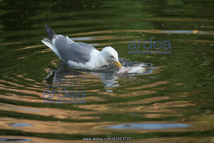: Lesser Black-backed Gull : Lesser Black-backed Gull