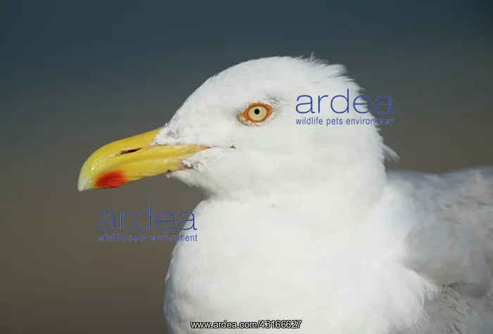 : Lesser Black-backed Gull : Lesser Black-backed Gull
