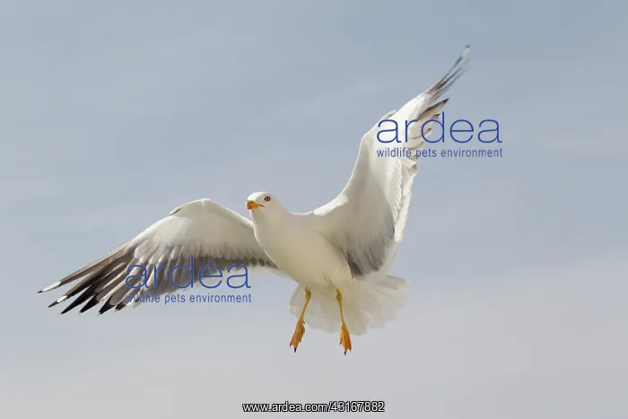 : Lesser Black-backed Gull : Lesser Black-backed Gull