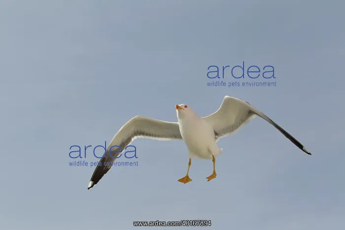 : Lesser Black-backed Gull : Lesser Black-backed Gull
