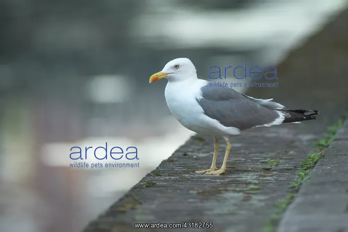 : Lesser Black-backed Gull : Lesser Black-backed Gull