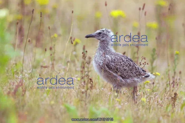 : Lesser Black-backed Gull : Lesser Black-backed Gull