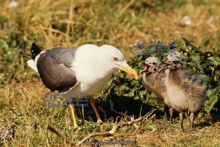 : Lesser Black-backed GULL - adult with chicks, begging : Lesser Black-backed GULL - adult with chicks, begging