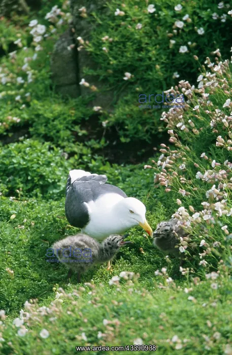 : Lesser Black-backed GULL - adult with chicks. Red : Lesser Black-backed GULL - adult with chicks. Red
