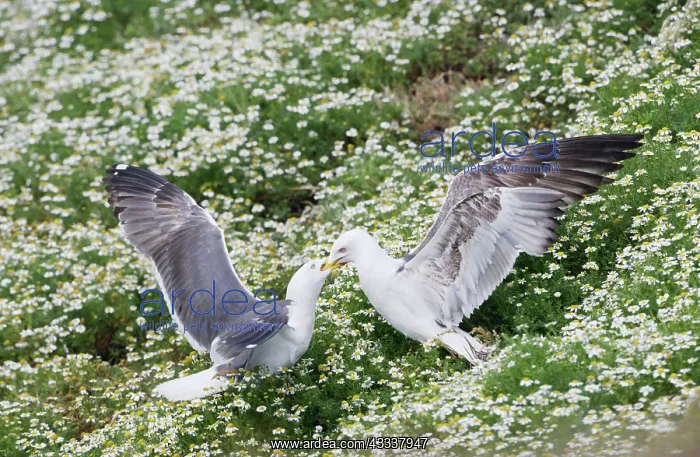 : Lesser Black Backed Gull - adult feeding youngster : Lesser Black Backed Gull - adult feeding youngster