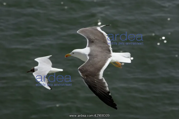 : Lesser Black-Backed Gull and Black-headed Gull : Lesser Black-Backed Gull and Black-headed Gull