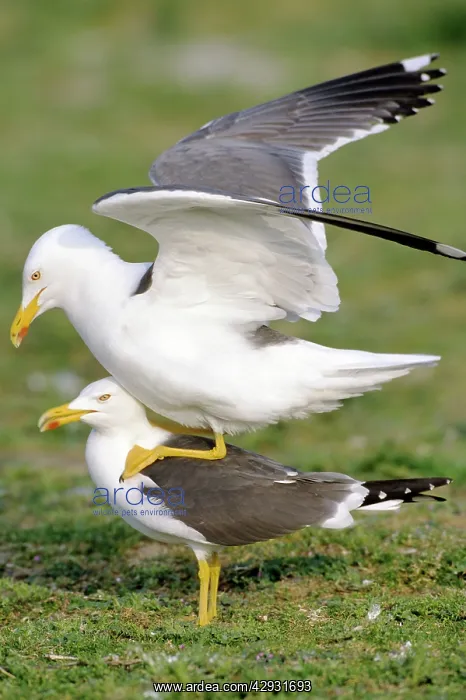 : Lesser Black-Backed Gull - close up of pair mating : Lesser Black-Backed Gull - close up of pair mating