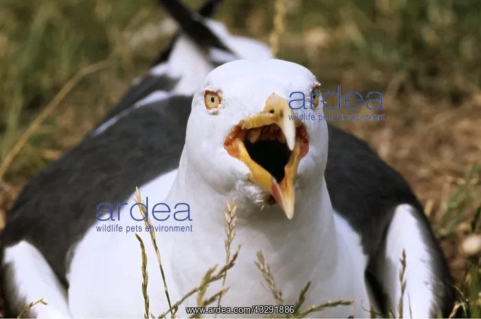 : Lesser Black-backed Gull - close-up, with beak open : Lesser Black-backed Gull - close-up, with beak open