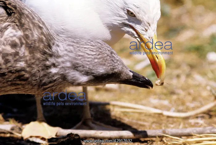 : Lesser Black-backed Gull - feeding juvenile : Lesser Black-backed Gull - feeding juvenile