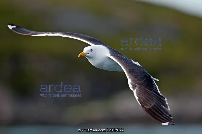 : Lesser Black-backed Gull - in flight : Lesser Black-backed Gull - in flight