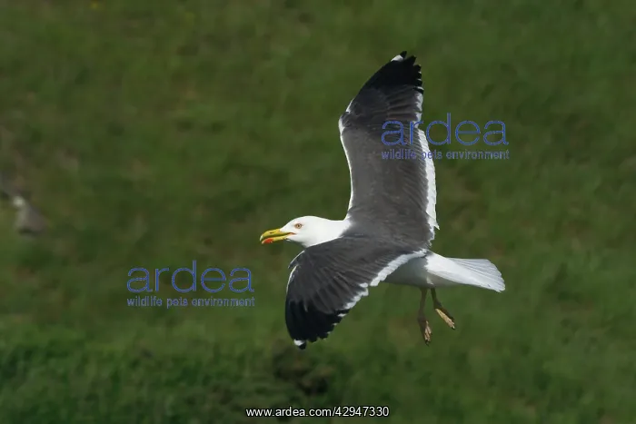 : Lesser Black-backed Gull - In flight : Lesser Black-backed Gull - In flight