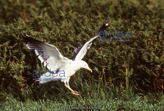 : Lesser Black-backed Gull - in flight : Lesser Black-backed Gull - in flight