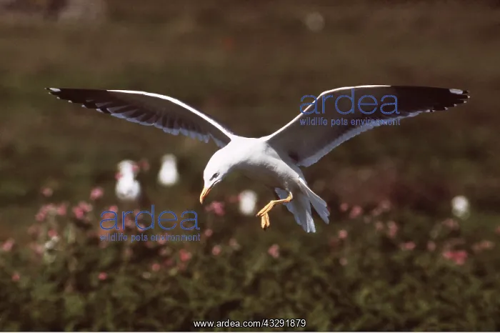 : Lesser Black-backed Gull - in flight : Lesser Black-backed Gull - in flight