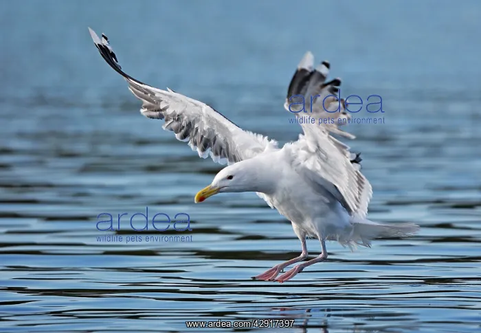  : Lesser Black-backed Gull - in flight - landing on water