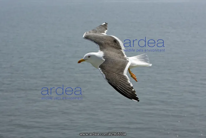 : Lesser Black-Backed Gull - in flight over sea : Lesser Black-Backed Gull - in flight over sea