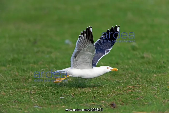 : Lesser Black-backed Gull - in flight taking off : Lesser Black-backed Gull - in flight taking off