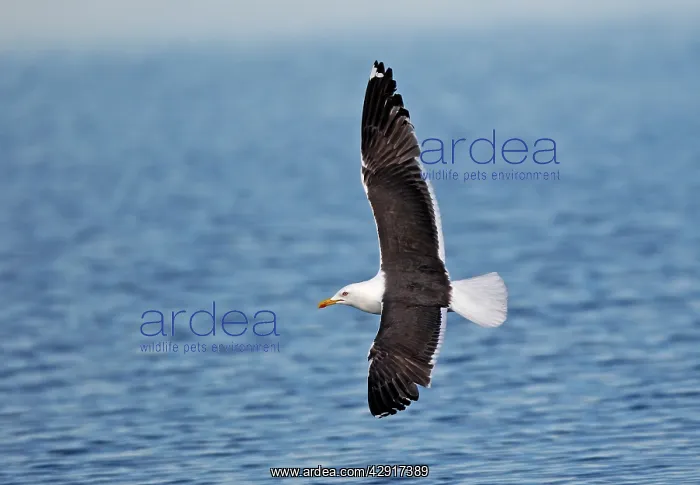  : Lesser Black-backed Gull - in flight above water