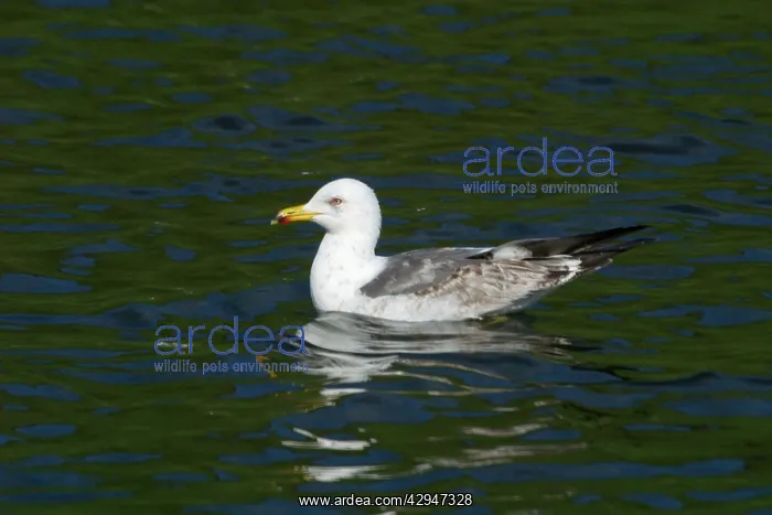 : Lesser Black-backed Gull, immature : Lesser Black-backed Gull, immature