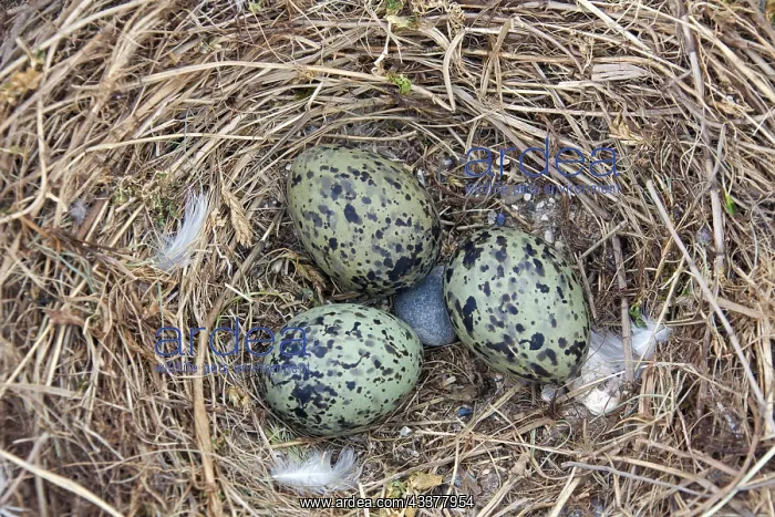 : Lesser black-backed gull (Larus fuscus) nest with : Lesser black-backed gull (Larus fuscus) nest with