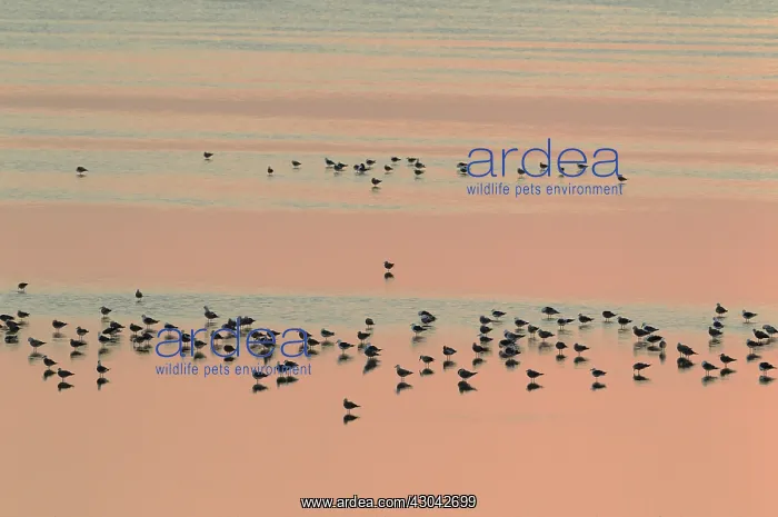 : Lesser Black-backed Gull (Larus fuscus). Resting : Lesser Black-backed Gull (Larus fuscus). Resting