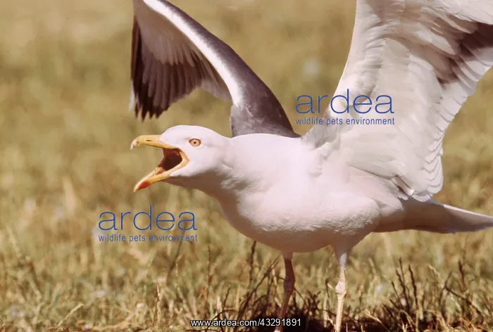 : LESSER BLACK-BACKED GULL - Long Call : LESSER BLACK-BACKED GULL - Long Call